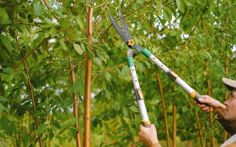 Tree trimming in Bridgeville, CA