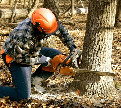 Tree Removal in Bridgeville, CA
